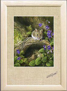 Image of Woodmouse & Dog Violet, The Artist's Garden, St. Columb Major, Cornwall